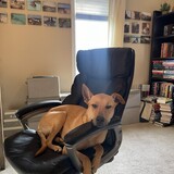 Entry image for Penny