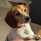 Entry image for Daisy