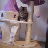 Entry image for BONNIE