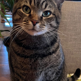 Entry image for Gabriel