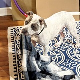 Entry image for REXTER