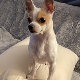 Entry image for Chico