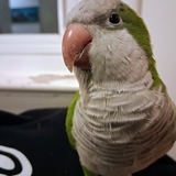 Entry image for Kiwi 