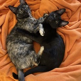 Entry image for Josephine & Millie