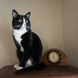 Entry image for Henry