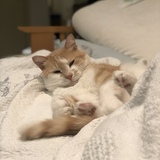 Entry image for Felix