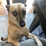 Entry image for Newman