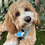 Entry image for Cooper