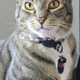 Entry image for Simba