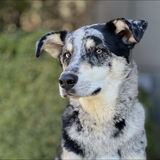 Entry image for EMMETT 