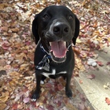 Entry image for Pepper