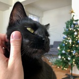 Entry image for Duncan