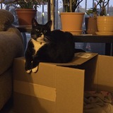 Entry image for Bella