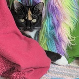 Entry image for Miss Kitty