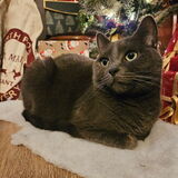 Entry image for Dr. Indiana Jones