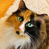 Entry image for Callie