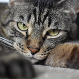 Entry image for Milo