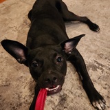 Entry image for Layla