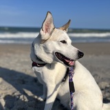 Entry image for Toast