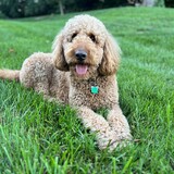 Entry image for Ozzy