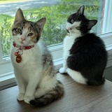 Entry image for Samoa & Thin Mint