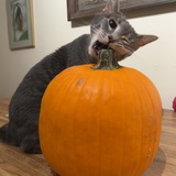 Entry image for Lily