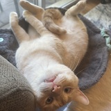 Entry image for Plusha