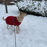 Entry image for Callie