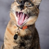 Entry image for Addie