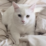 Entry image for Bear 