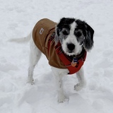 Entry image for Scrappy