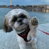 Entry image for Yeti