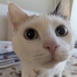 Entry image for Bacall