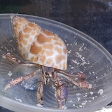 Entry image for Pete