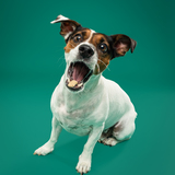 Entry image for Loki