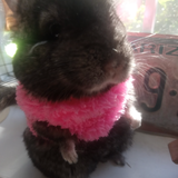 Entry image for Nellie 