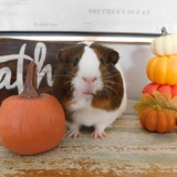 Entry image for Wilshire 