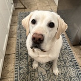 Entry image for Finny