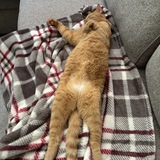 Entry image for Biscuit