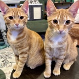 Entry image for Blaze & Roxy