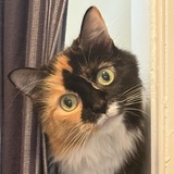 Entry image for Amira