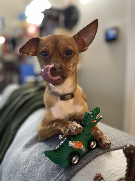 Entry image for Sam. Clicking this image will show a larger photo