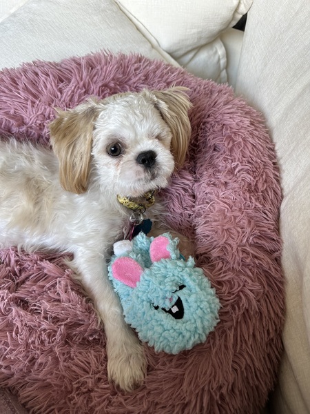 Entry image for Leela. Clicking this image will show a larger photo