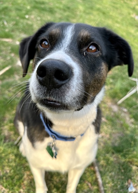 Entry image for Ivy. Clicking this image will show a larger photo