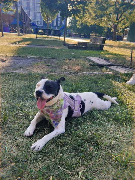 Entry image for Missy. Clicking this image will show a larger photo