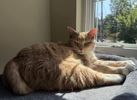 Entry image for Luna. Clicking this image will show a larger photo