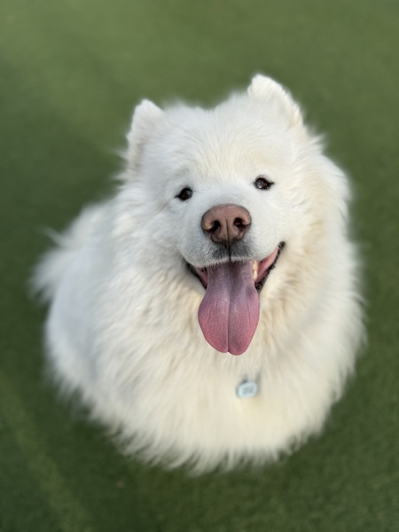 Entry image for Argos. Clicking this image will show a larger photo