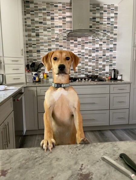 Entry image for Della. Clicking this image will show a larger photo