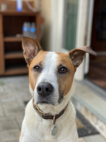 Entry image for Tank. Clicking this image will show a larger photo