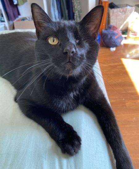 Entry image for Fury. Clicking this image will show a larger photo